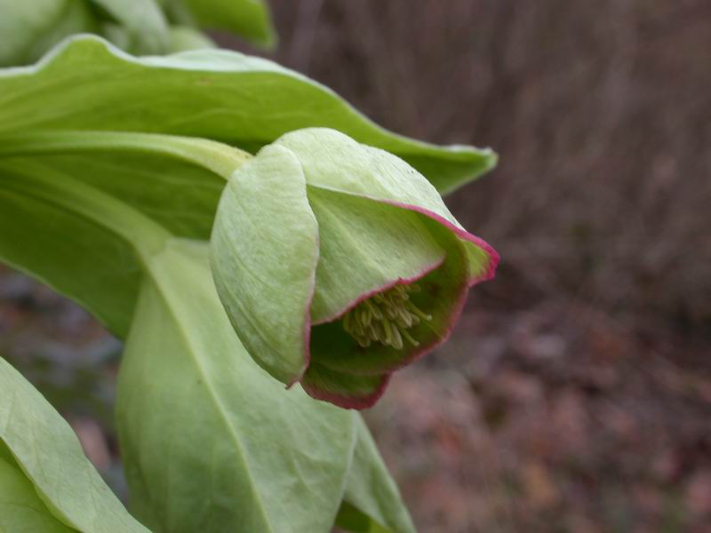 Helleborus foetidus / Elleboro puzzolente